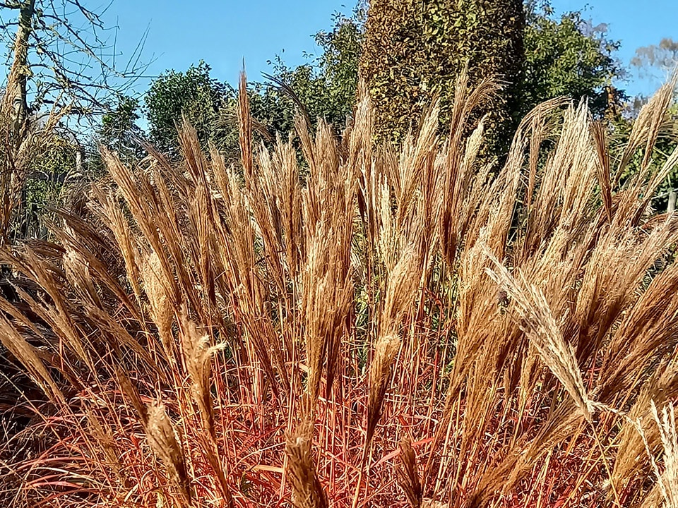 Sierlijke grassen voor een natuurlijk winterbeeld