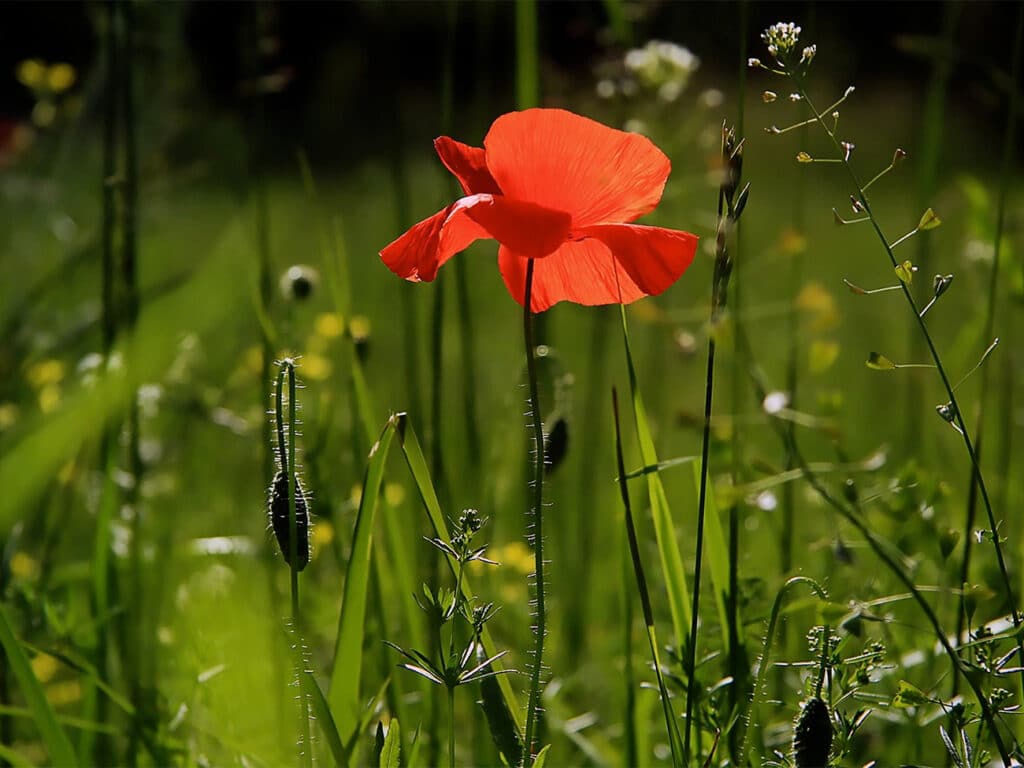 Bijna 130.000 ha aan tuinen zijn cruciaal voor meer biodiversiteit in Vlaanderen 