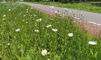 Kleurrijke en duurzame tuinen, parken en weiden: een bloemlezing 4