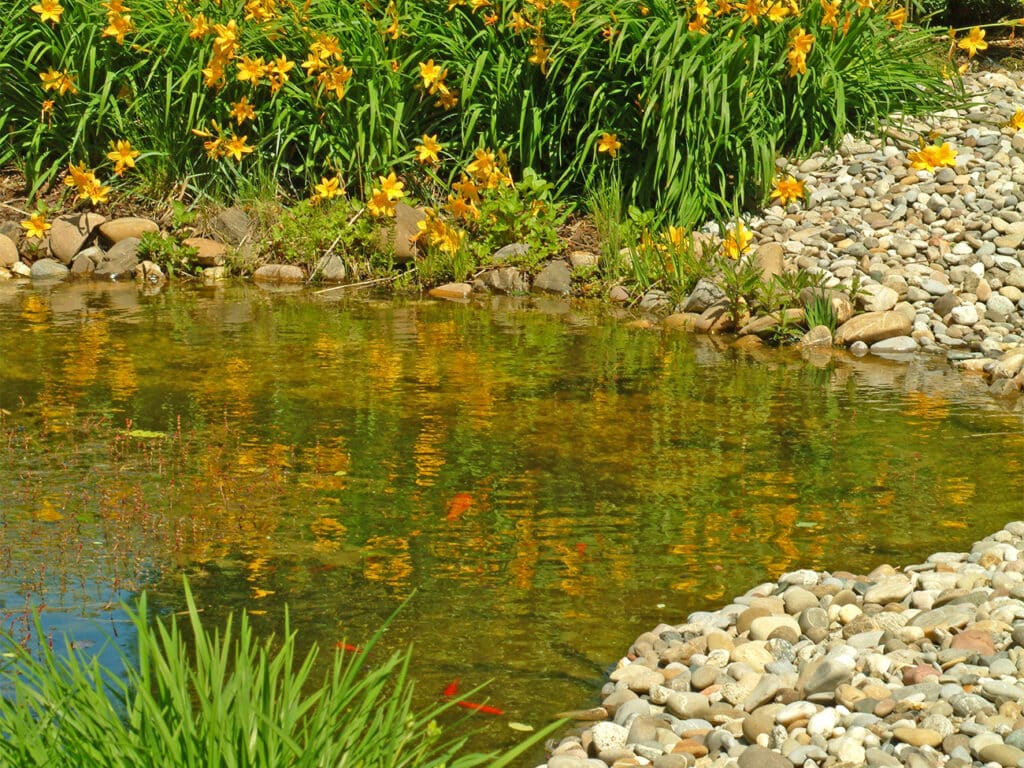 Ontdek nut, schoonheid en plezier van waterpartijen in de tuin