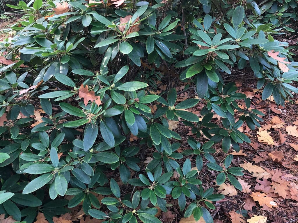 Drie essentiële tips van de Rhodoskwekerij