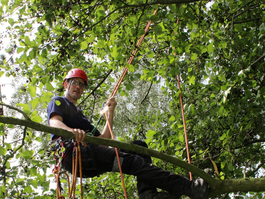 Complete opleiding European Tree Worker