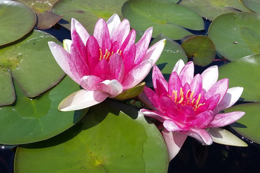 Sterke en buiten gekweekte waterplanten