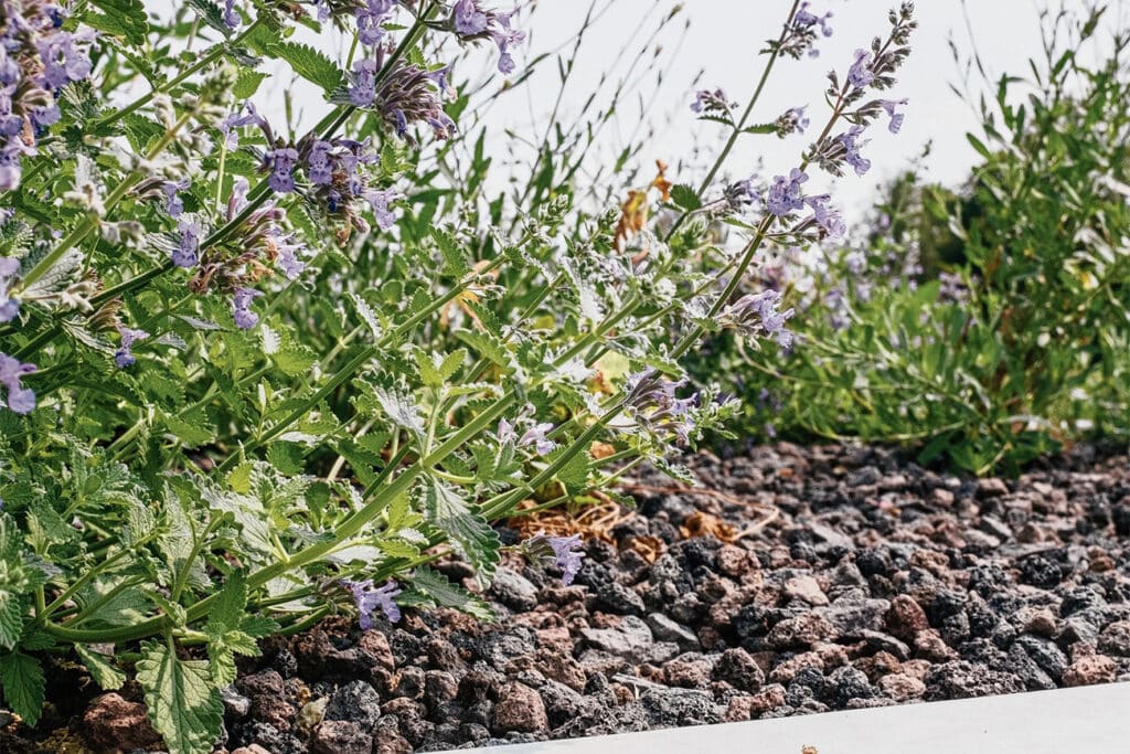 ‘Leaudegem’ is geen rocket science, maar puur natuur