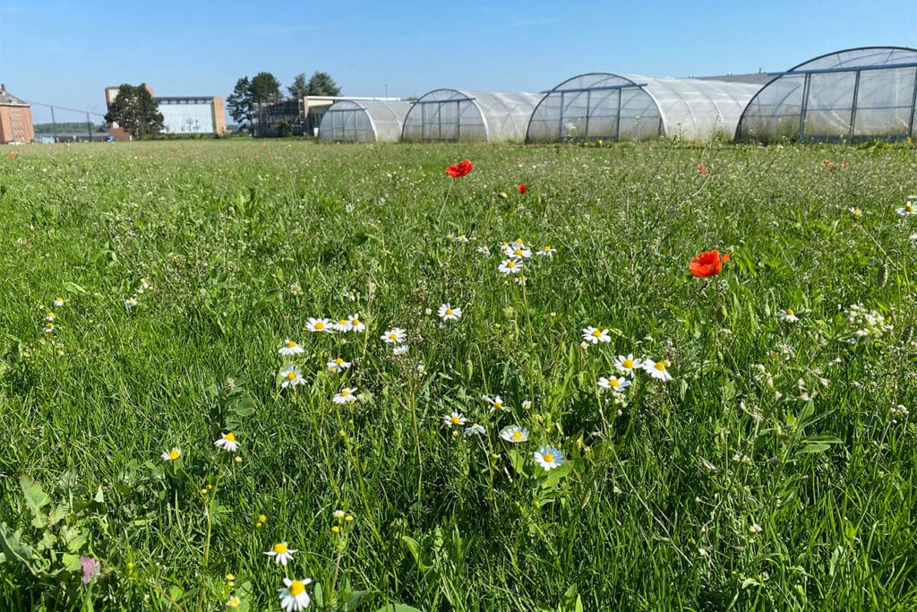 Biodivers bloemengazon start met een visie