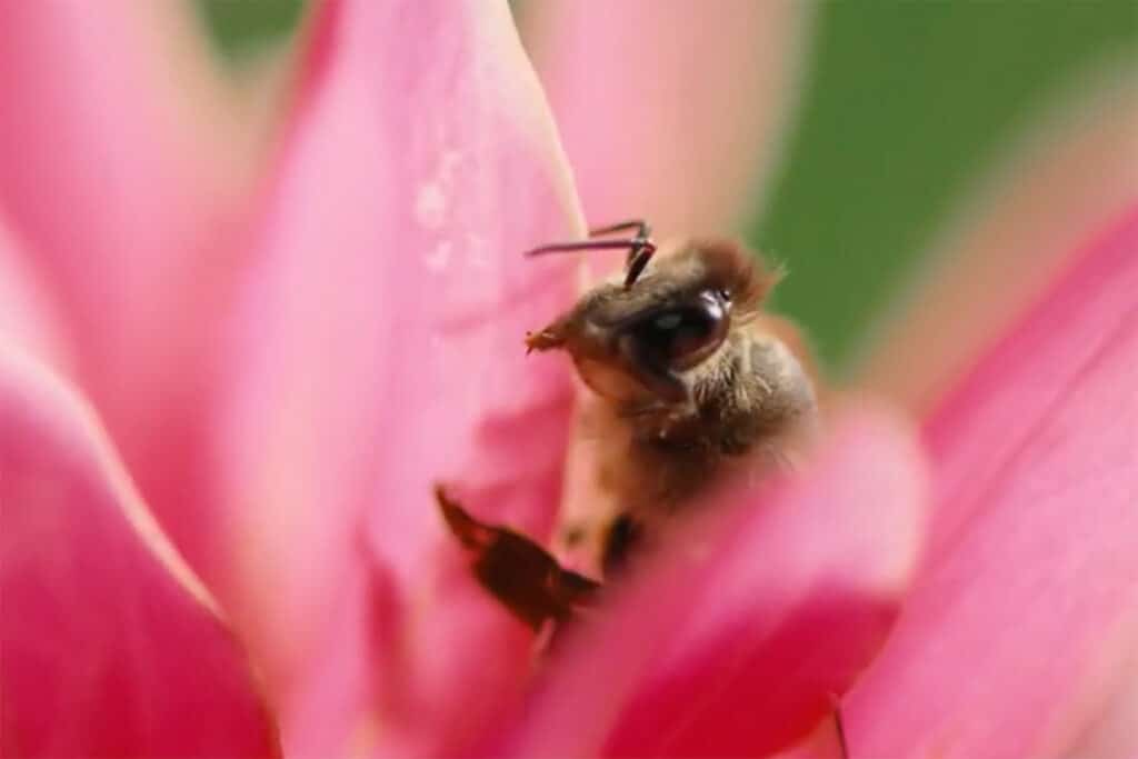 Tips & tricks voor een bij-vriendelijke tuin