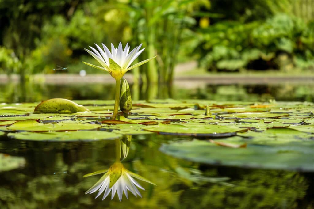 Vijververzorging met natuurlijke producten