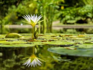 water-lily-g9513de8db_1280