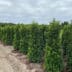 Het hele jaar door een groene tuin met Portugese laurier 1