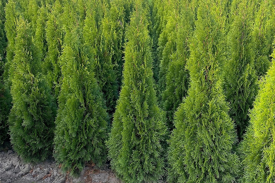 De thuja Smaragd: een veelzijdige plant