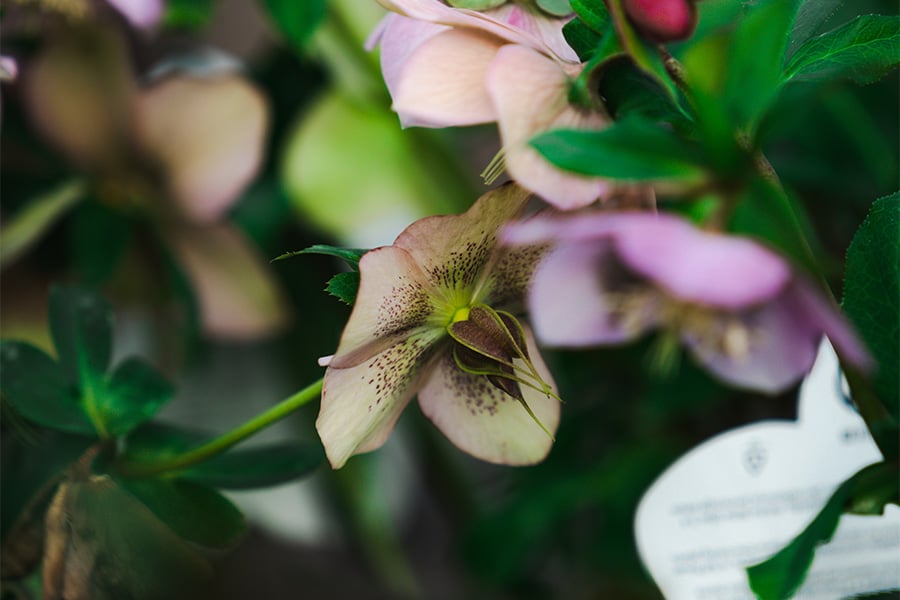 Tuin- en plantencentra nemen steeds meer een educatieve rol op