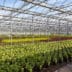 Prachtige planten en bomen van eigen kweek 1