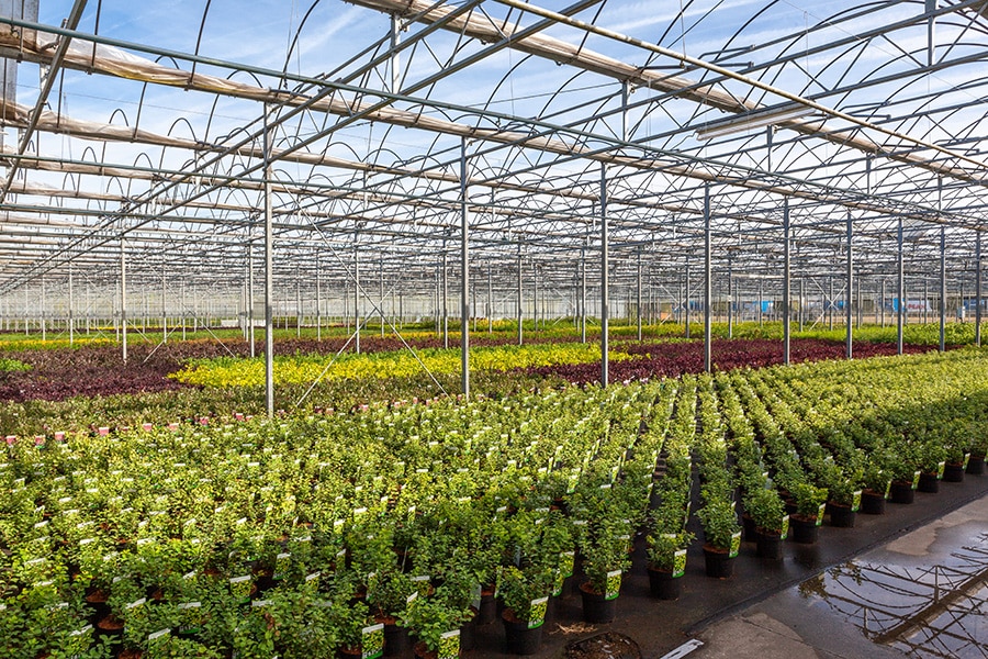 Prachtige planten en bomen van eigen kweek