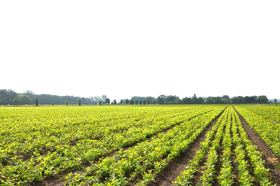 BOOMKWEKERIJ MET EEN HART VOOR DE NATUUR