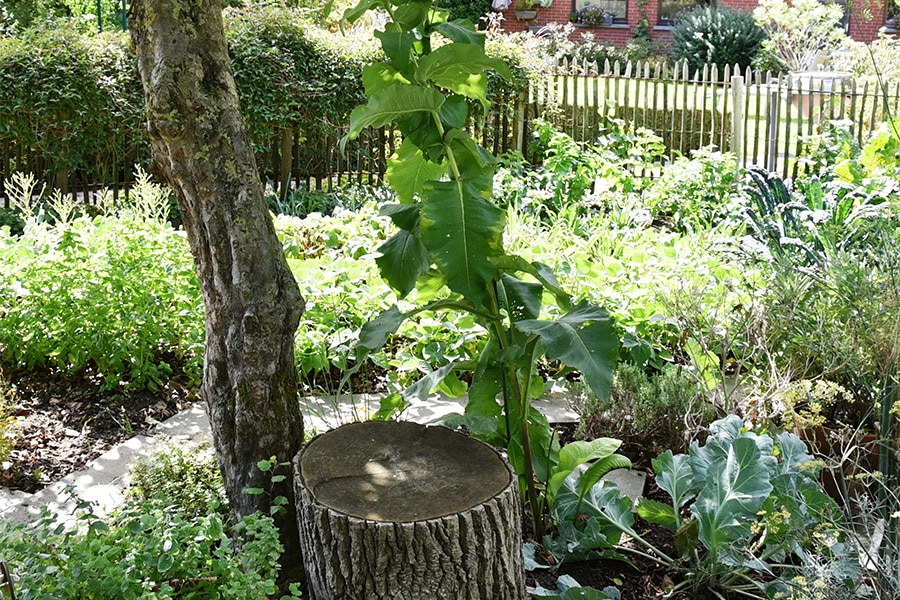 Een nieuwe tuinsmaak
