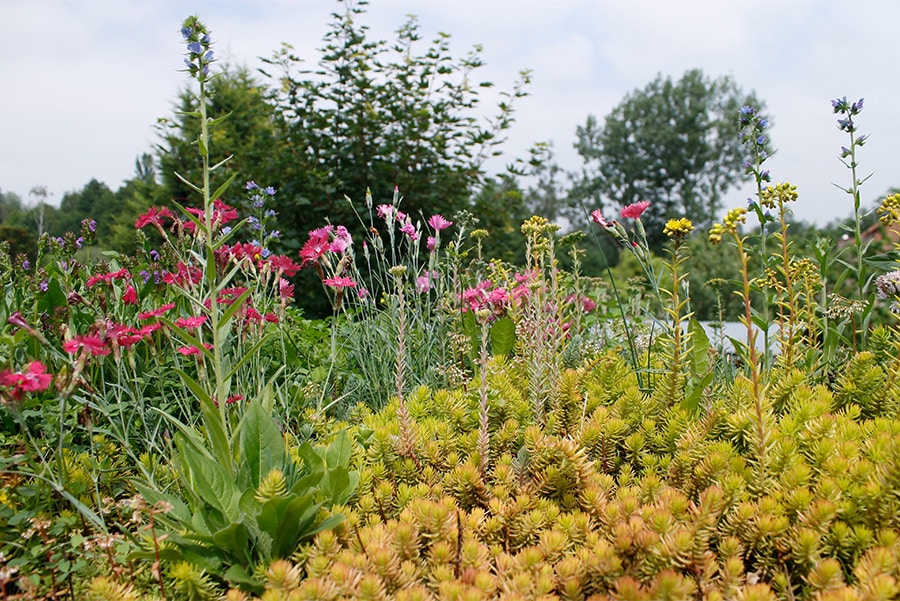 Waarop moet je letten bij een groendak?