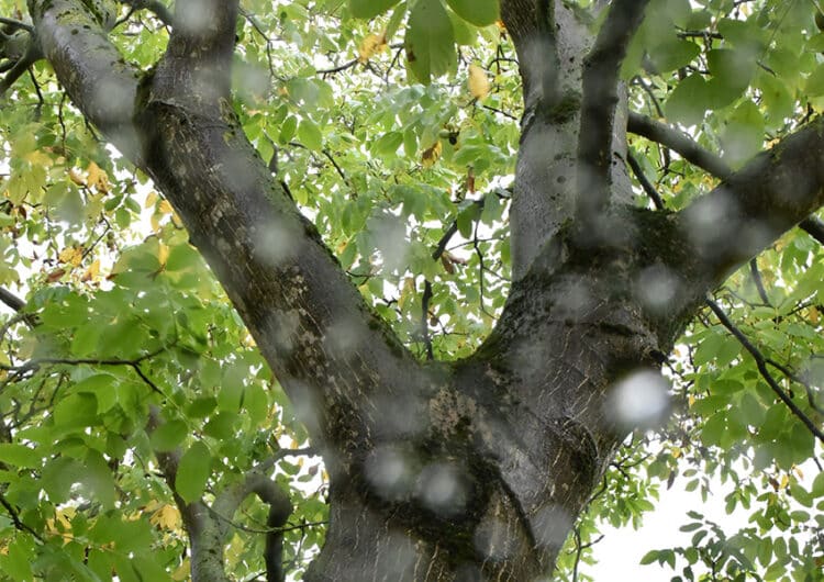Greenpro_02