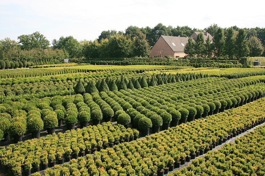 Betterbuxus®: een gepatenteerde oplossing van kwekerij Herplant