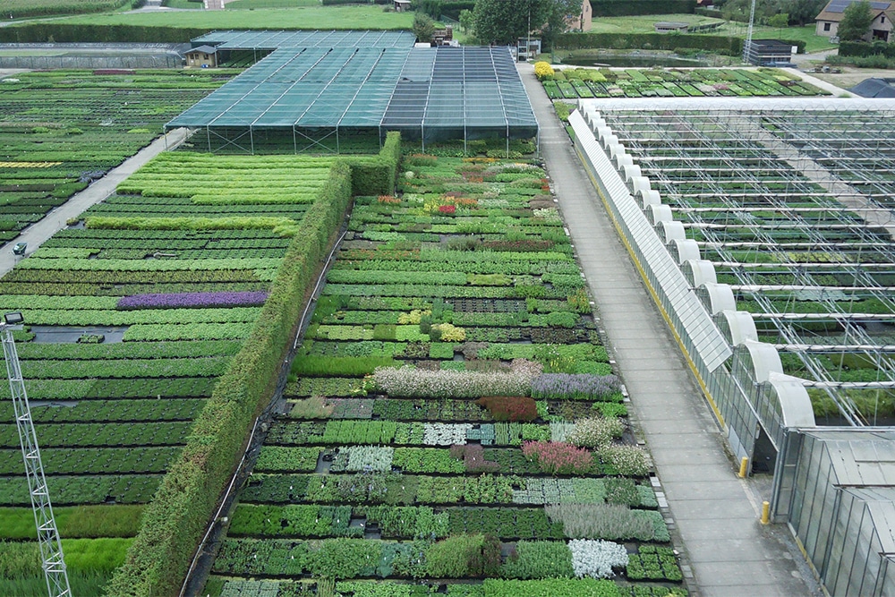 Sterke en klimaatrobuuste planten voor de tuinaanleg