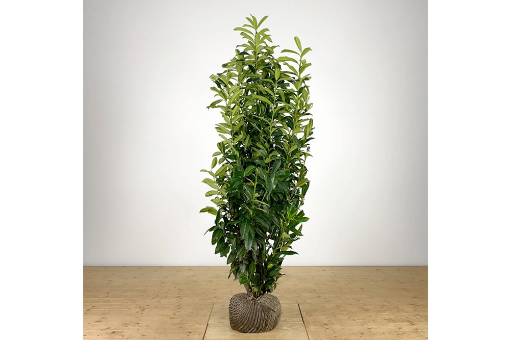 kirschlorbeer prunus genolia 175 200 scaled 1