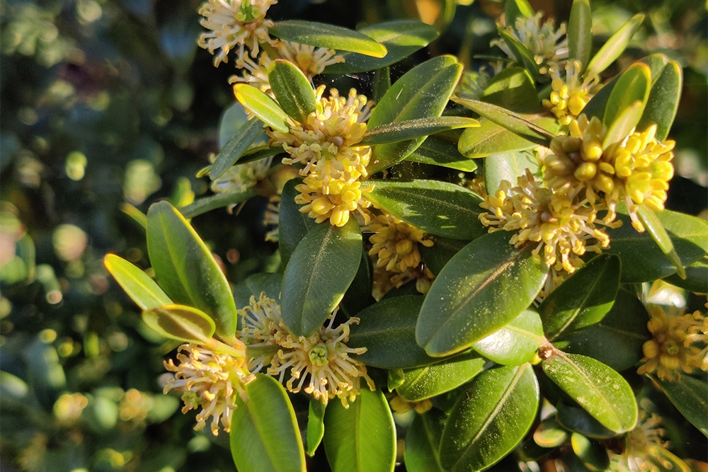 Buxus als bijenplant