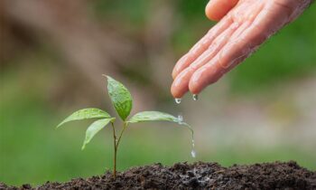 close-up-picture-hand-watering-sapling-plant