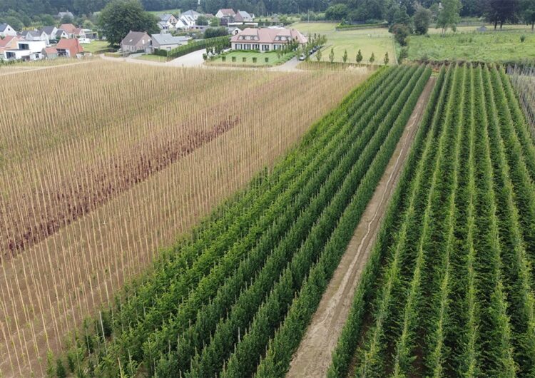 Boomkwekerij Bogaert levert bomen in binnen- en buitenland 2
