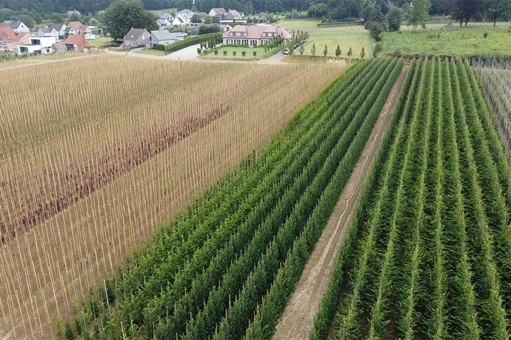 Boomkwekerij Bogaert levert bomen in binnen- en buitenland