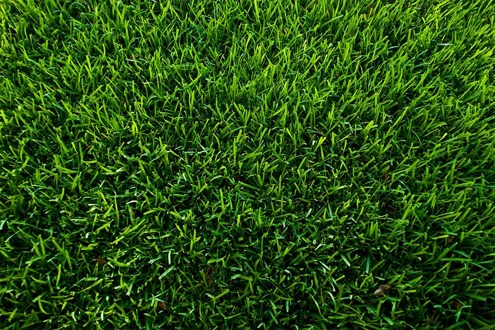 Innovatieve meststof voor gelijkmatig groeiend gras
