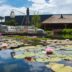 Waterplantenkwekerij R. Moerings belevert tuincentra in heel Europa 2