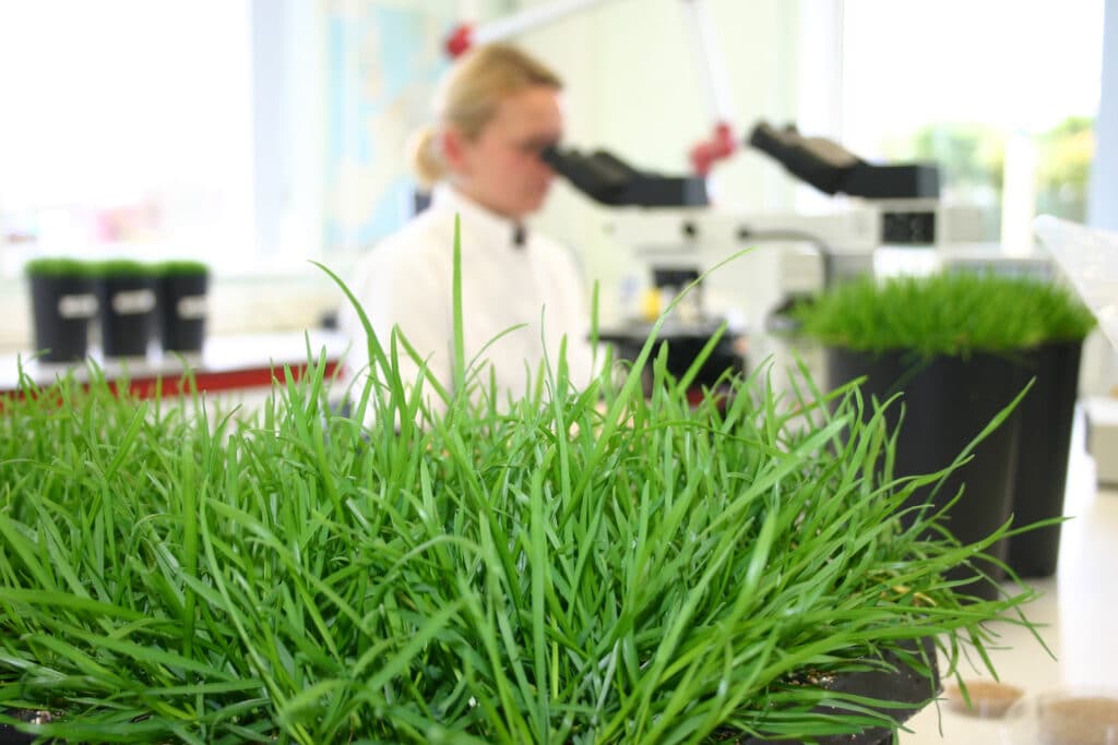Advanta, hoogwaardig graszaad voor de professionele markt