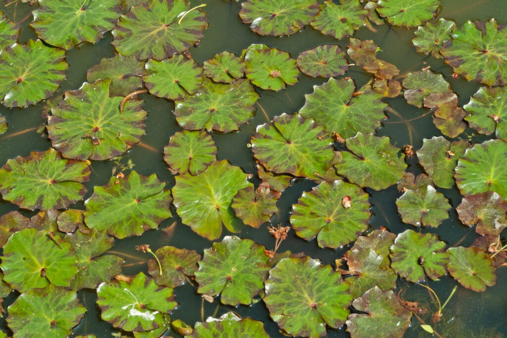 Zeldzame inheemse waterplanten zijn niet duur