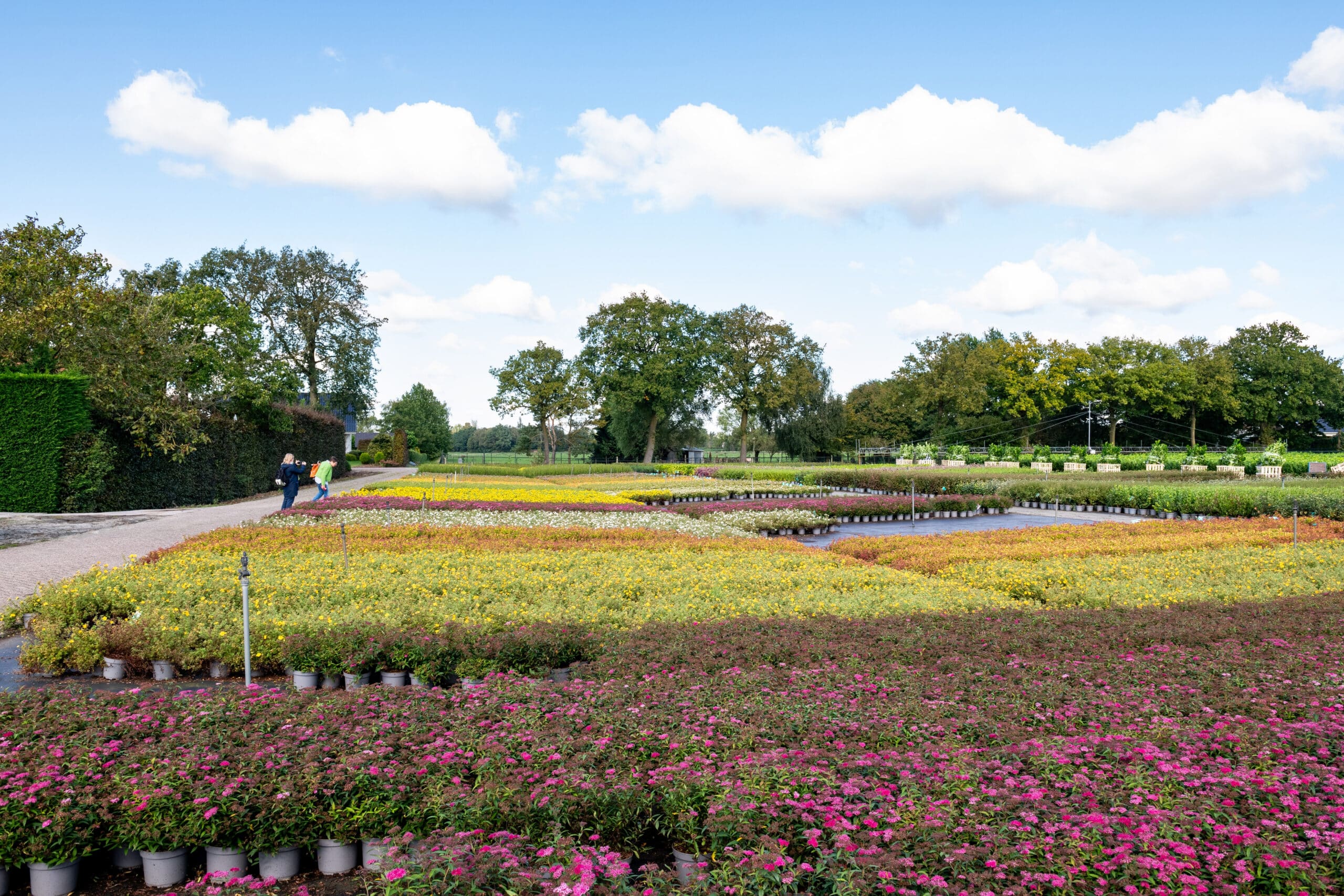De kracht van vakbeurzen en de les van Buxus 6