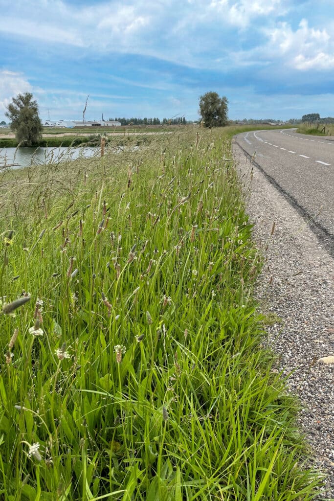 Klimaatverandering vraagt om aangepaste grasmengsels 3