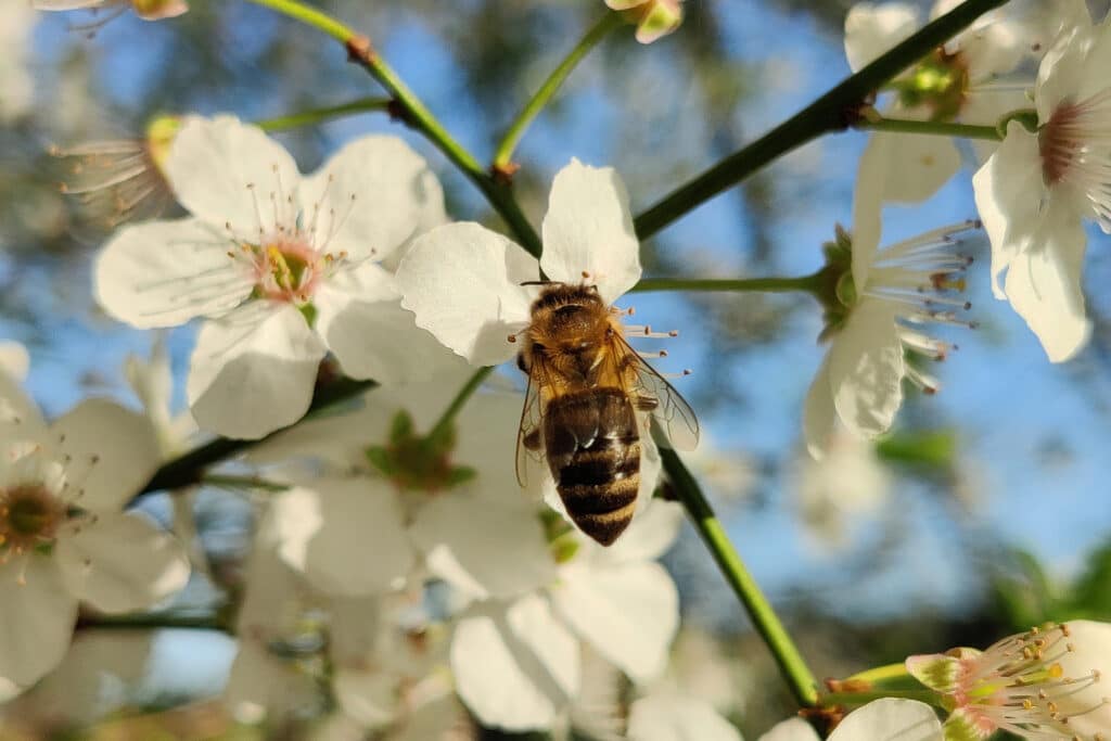 Waarom elke tuinprofessional vandaag ook klimaatcoach is