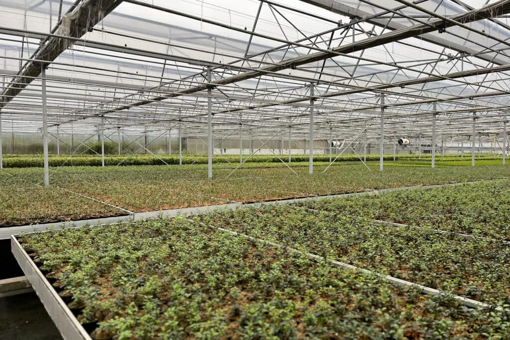 Lokale kwekerij met grootse ambities: Idea Verde Plants blijft uitbreiden