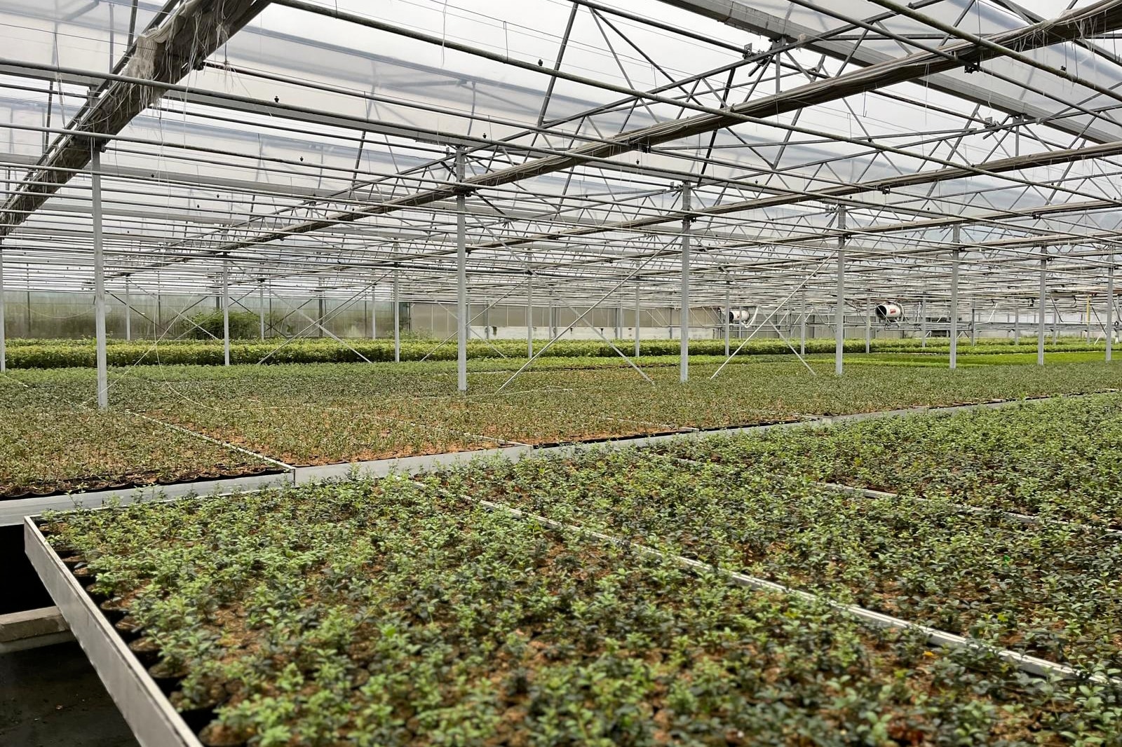 Lokale kwekerij met grootse ambities: Idea Verde Plants blijft uitbreiden 3