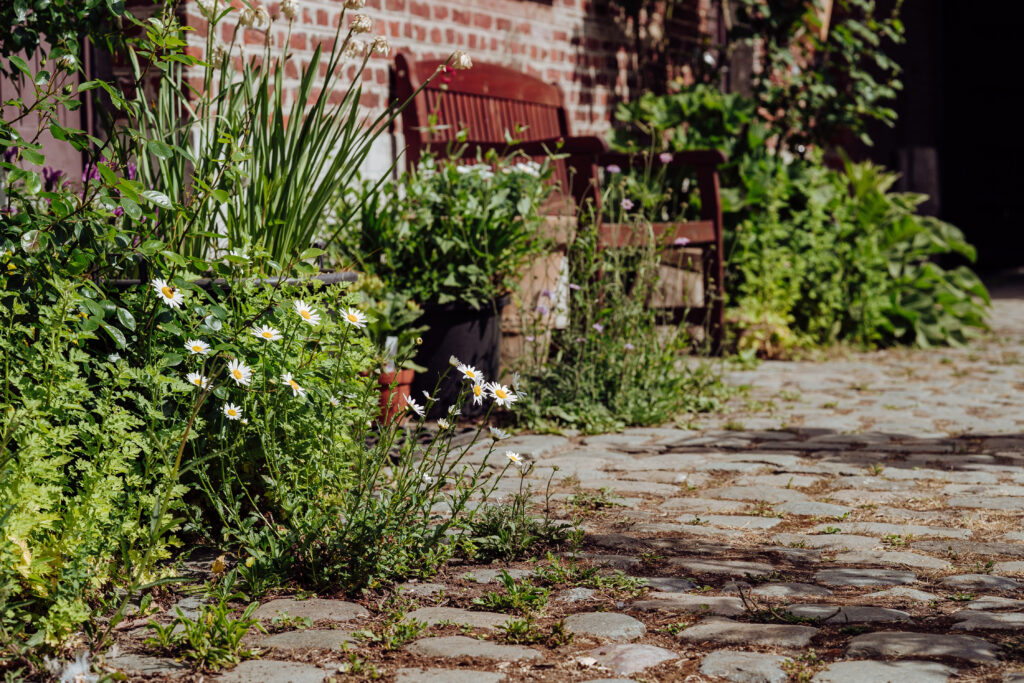 Inheemse planten van niche naar norm: het verhaal van Ecoflora 1