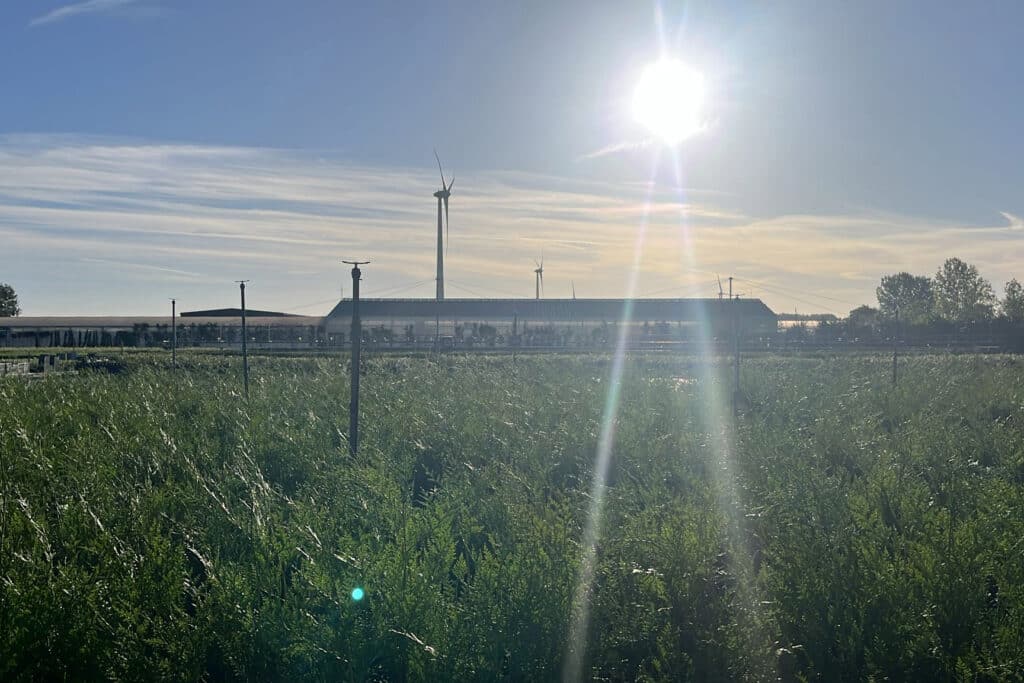 Lokale kwekerij met grootse ambities: Idea Verde Plants blijft uitbreiden 1