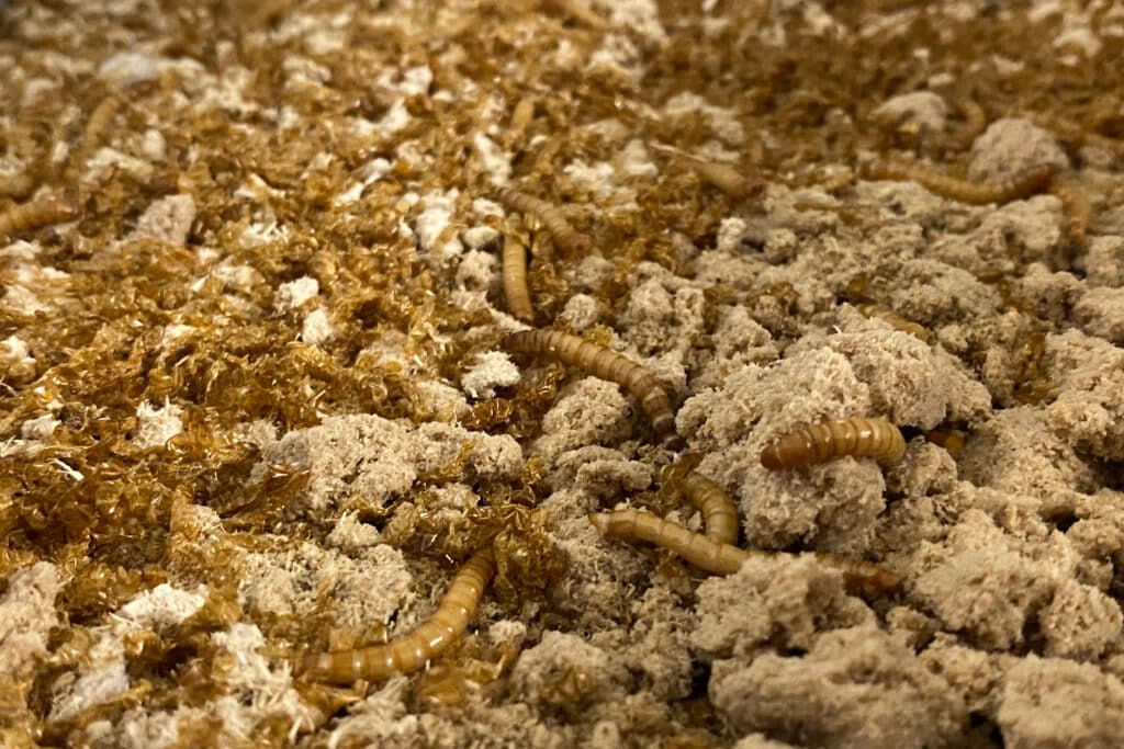 Een gezonde grasmat begint ondergronds 2