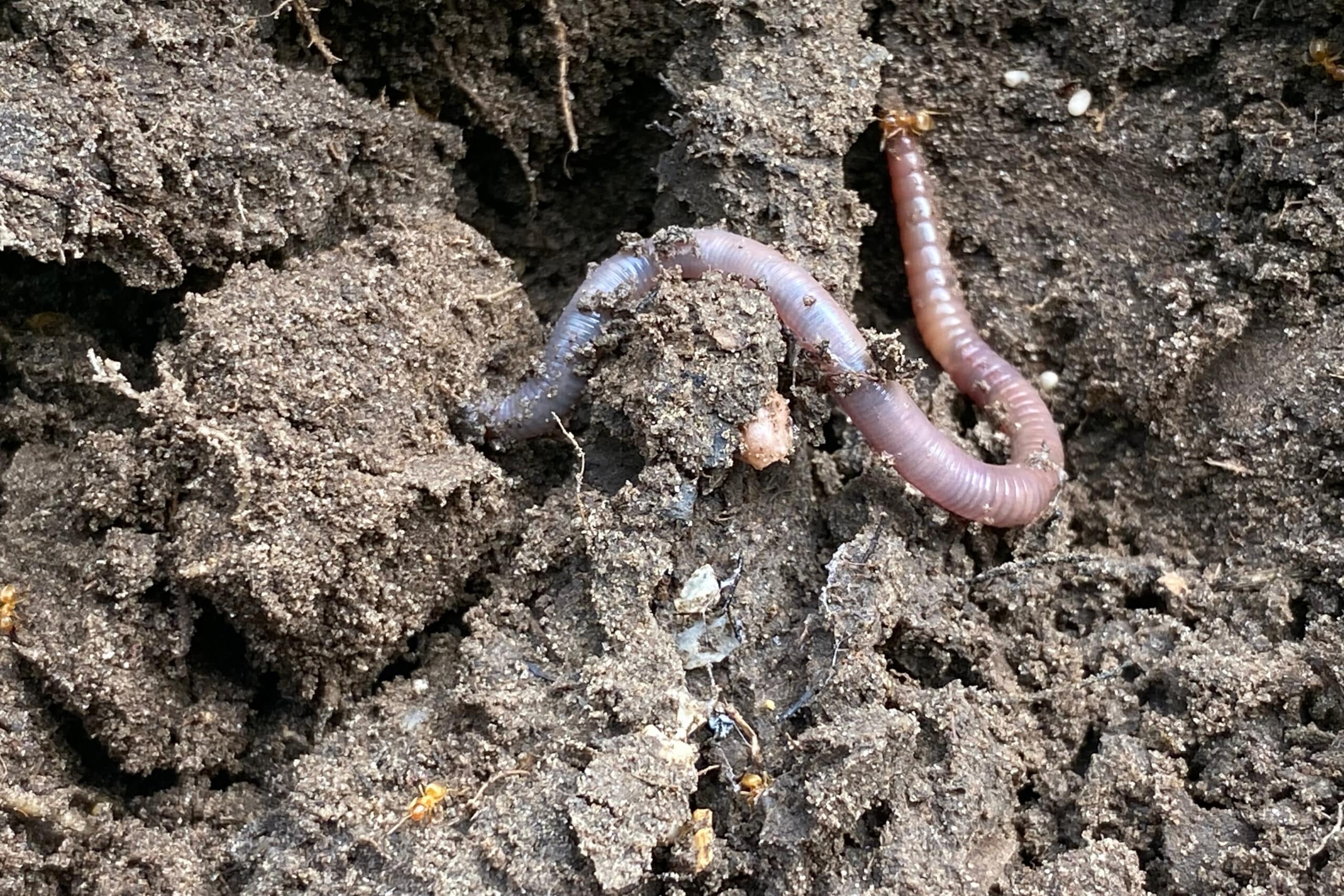 Een gezonde grasmat begint ondergronds 2