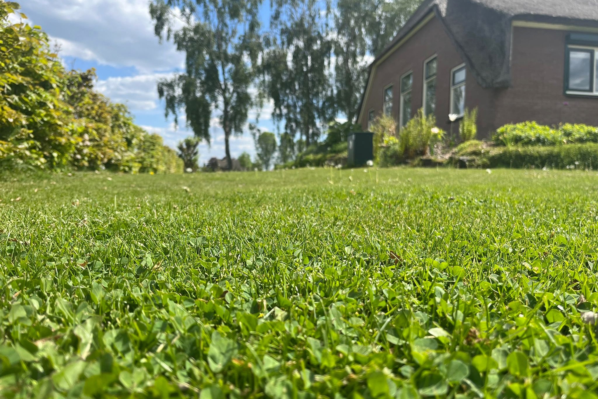 Microklaver zorgt voor een sterk gazon dat elk seizoen straalt 4