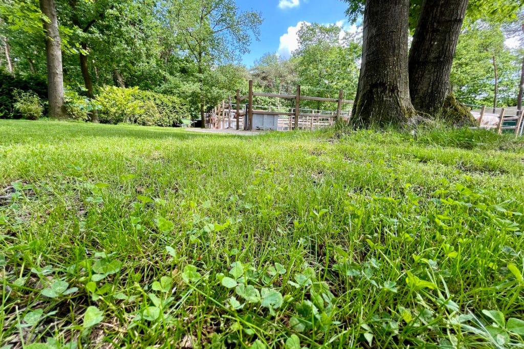 Microklaver zorgt voor een sterk gazon dat elk seizoen straalt 3