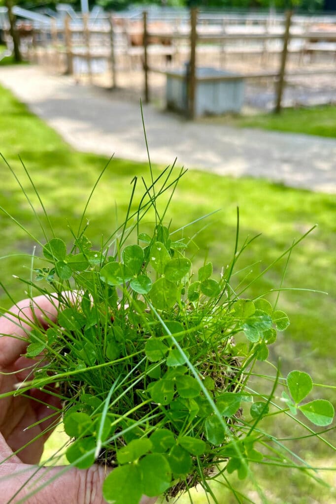 Microklaver zorgt voor een sterk gazon dat elk seizoen straalt 2