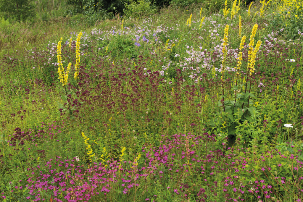Ecoflora levert zaadmengsels op maat van elke gemeente 1