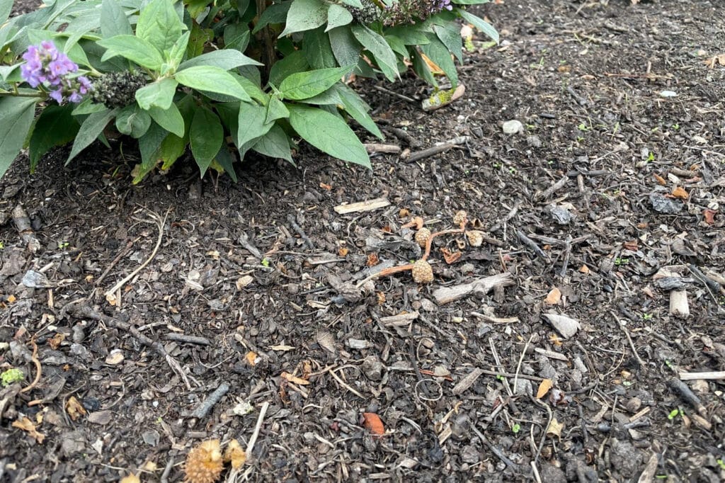 Waarom bladmulch onmisbaar wordt in duurzaam bodembeheer 3