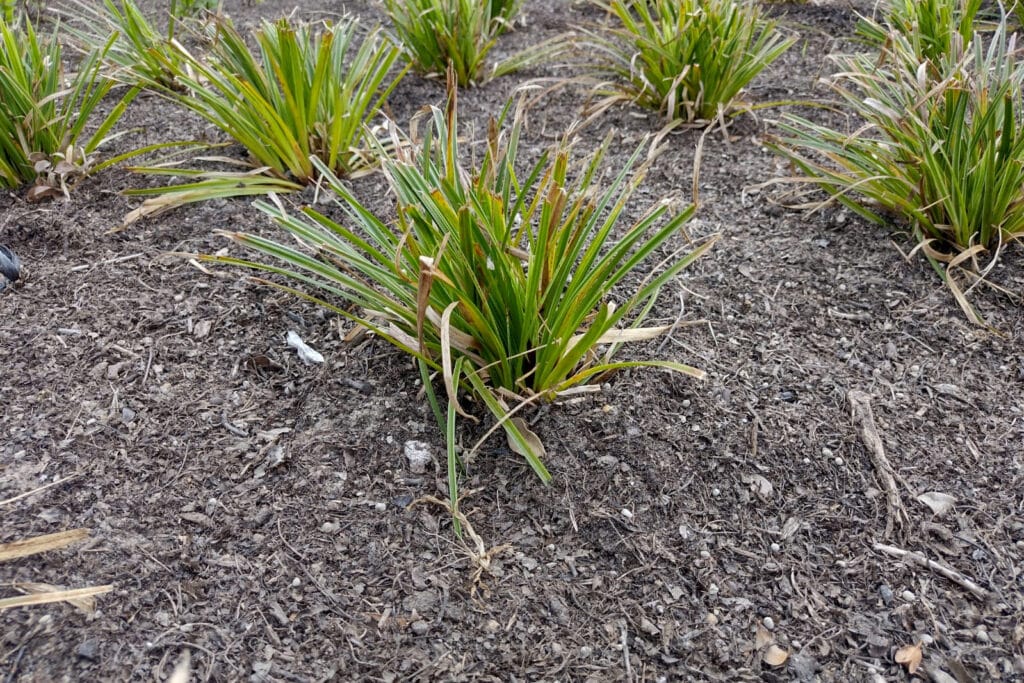 Waarom bladmulch onmisbaar wordt in duurzaam bodembeheer 1
