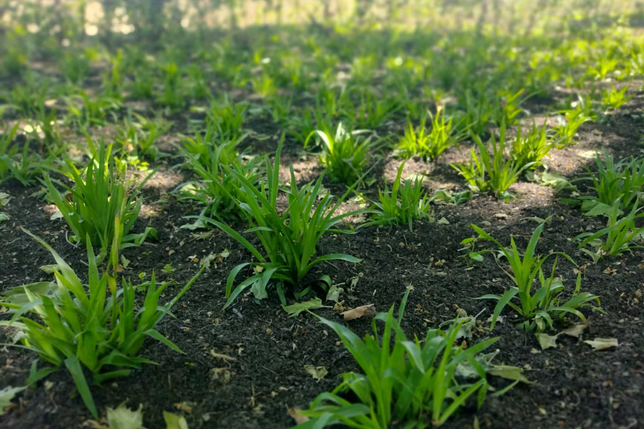 Waarom bladmulch onmisbaar wordt in duurzaam bodembeheer 1