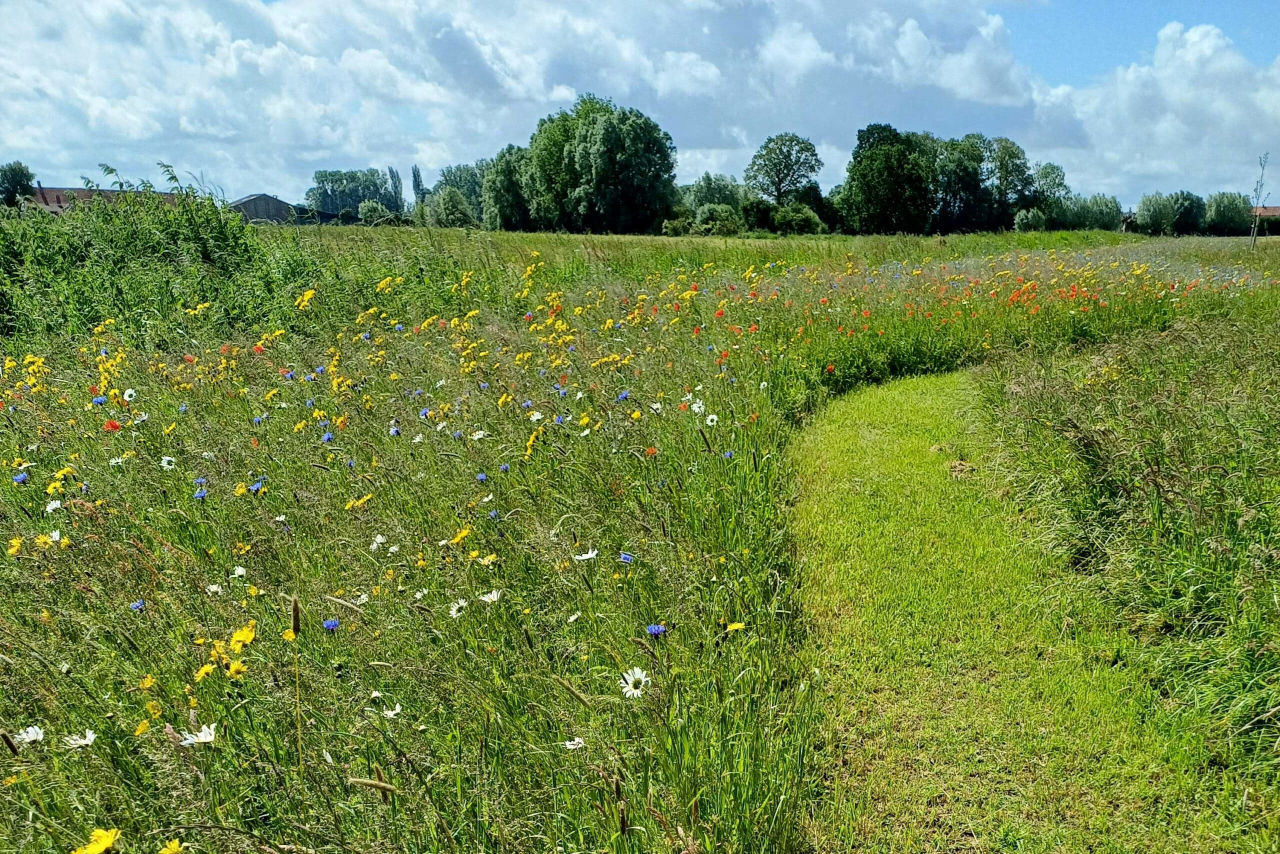 Ecoflora levert zaadmengsels op maat van elke gemeente 2