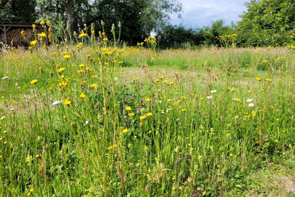 Ecoflora levert zaadmengsels op maat van elke gemeente 2